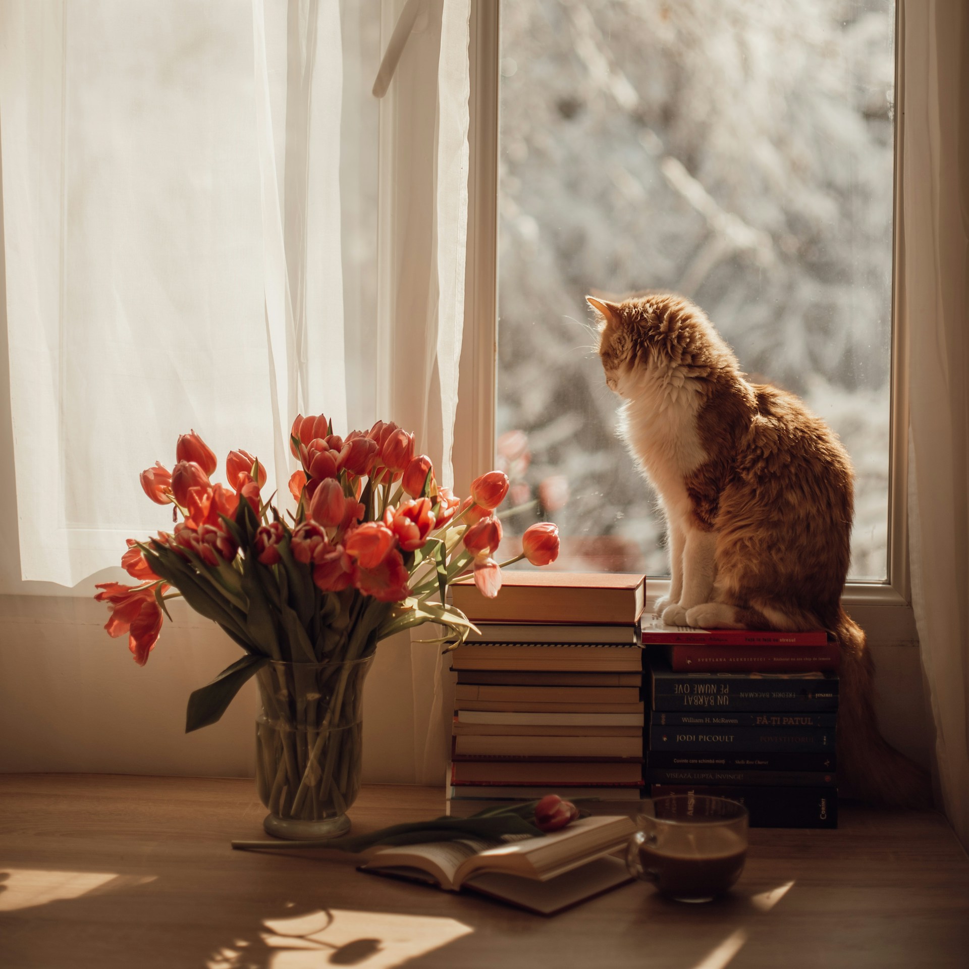 Amor, duelo y vínculo felino